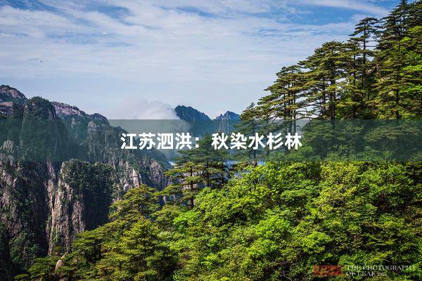 江苏泗洪：秋染水杉林